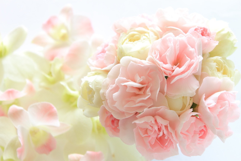 ピンクと白色の花